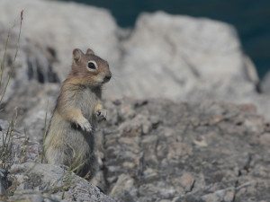 chipmunk at lake minnewanka
