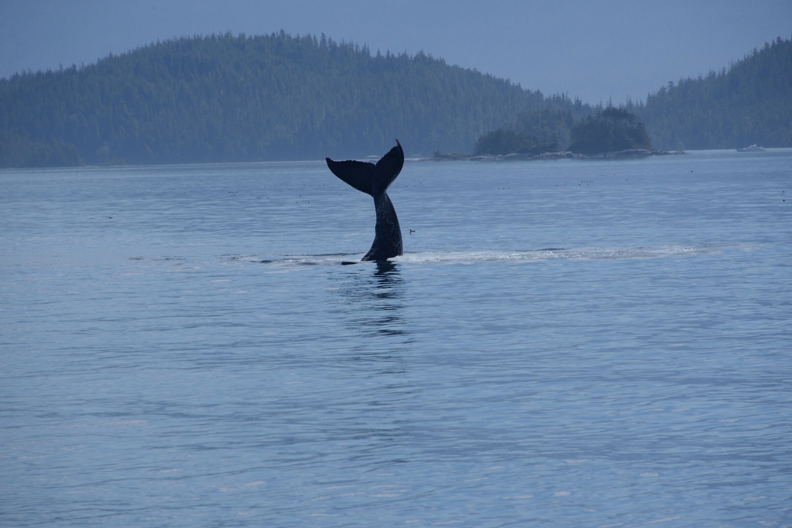 Humpback whale doing tail slaps in Broughton Archipelago marine provincial park