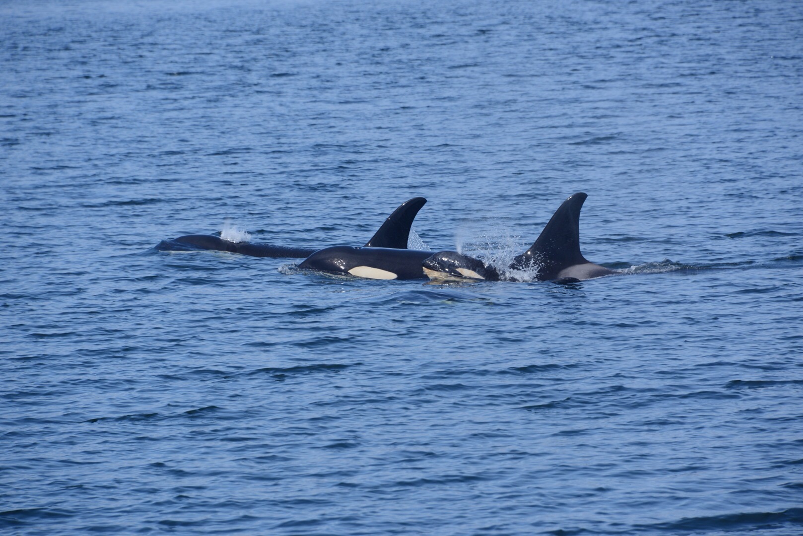 Orca pod with young Broughton Archipelago marine provincial park